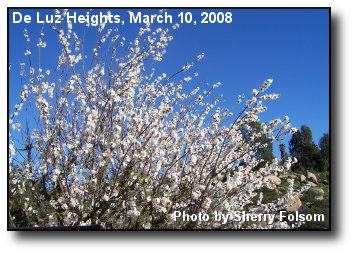 Apricot Blossoms