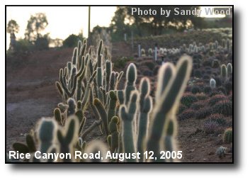 Cactus Farm