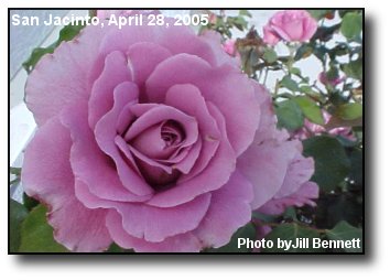 Spring Rose