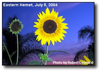 Sunflower Sunset