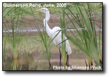 Gunnerson Egret