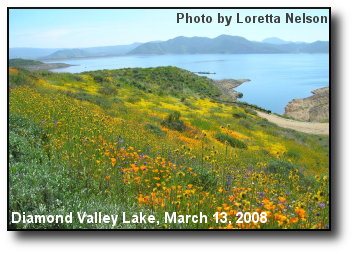 Lake Wildflowers