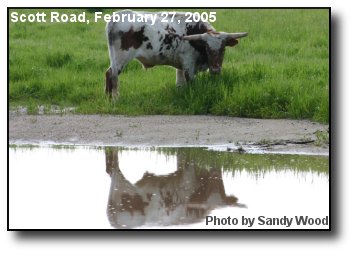 Loose Cattle