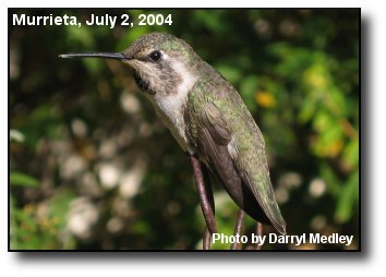 Resting Hummingbird