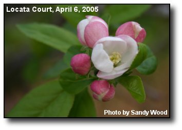 Apple Blossom