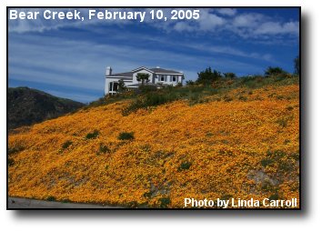 Wild Flowers