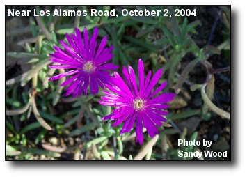 Blooming Iceplant