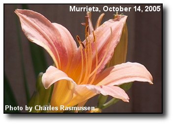Fall Lily