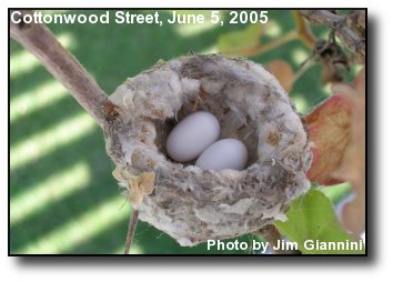 Hummingbird Nest