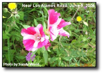 June Wildflower