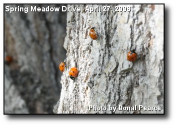 Lady Bugs