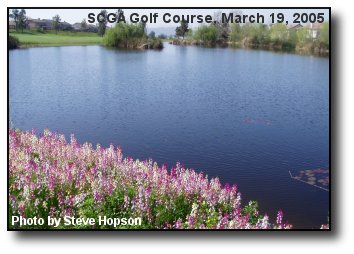 Lake Flowers