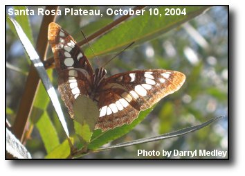 Butterfly Glow