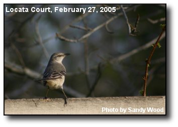 Mockingbird