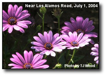 Purple Daisies