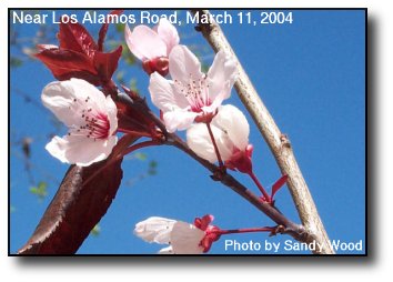 Plum Blossoms
