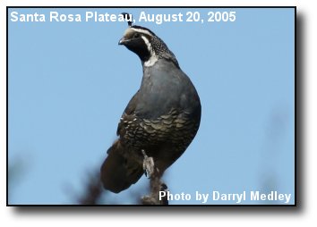 Quail On Stick