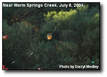 Spider Web