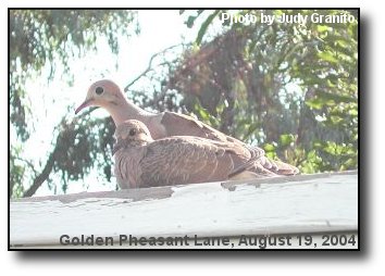 Mourning Doves
