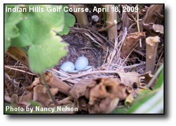 Spring Nest