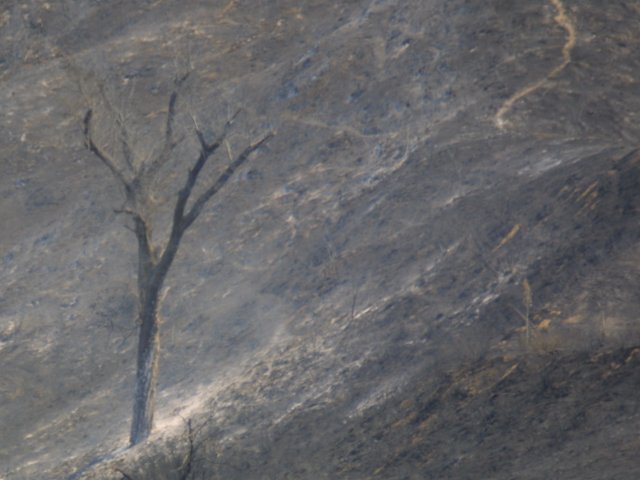Fire Photo