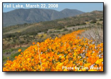 Golden Poppies