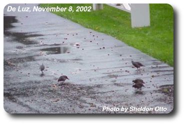 Quail in the Rain